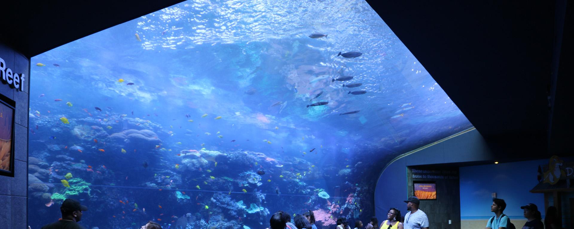 Zoo & Aquarium Exhibits Product Aquatic Development Group (ADG)